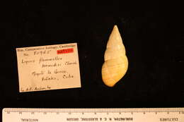 Image of <i>Liguus flamellus bermudezi</i> Clench 1934