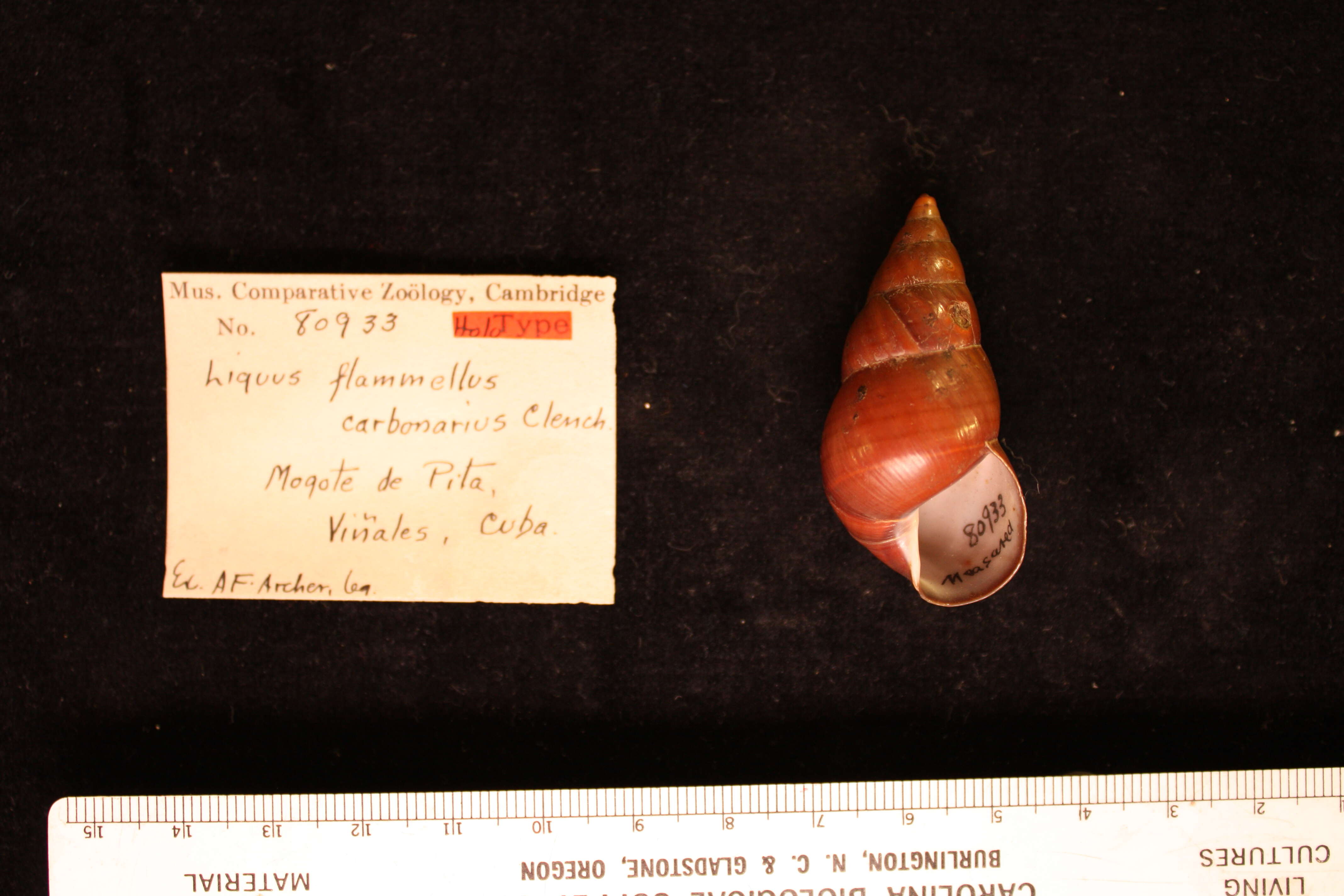 Image of <i>Liguus flamellus carbonarius</i> Clench 1934
