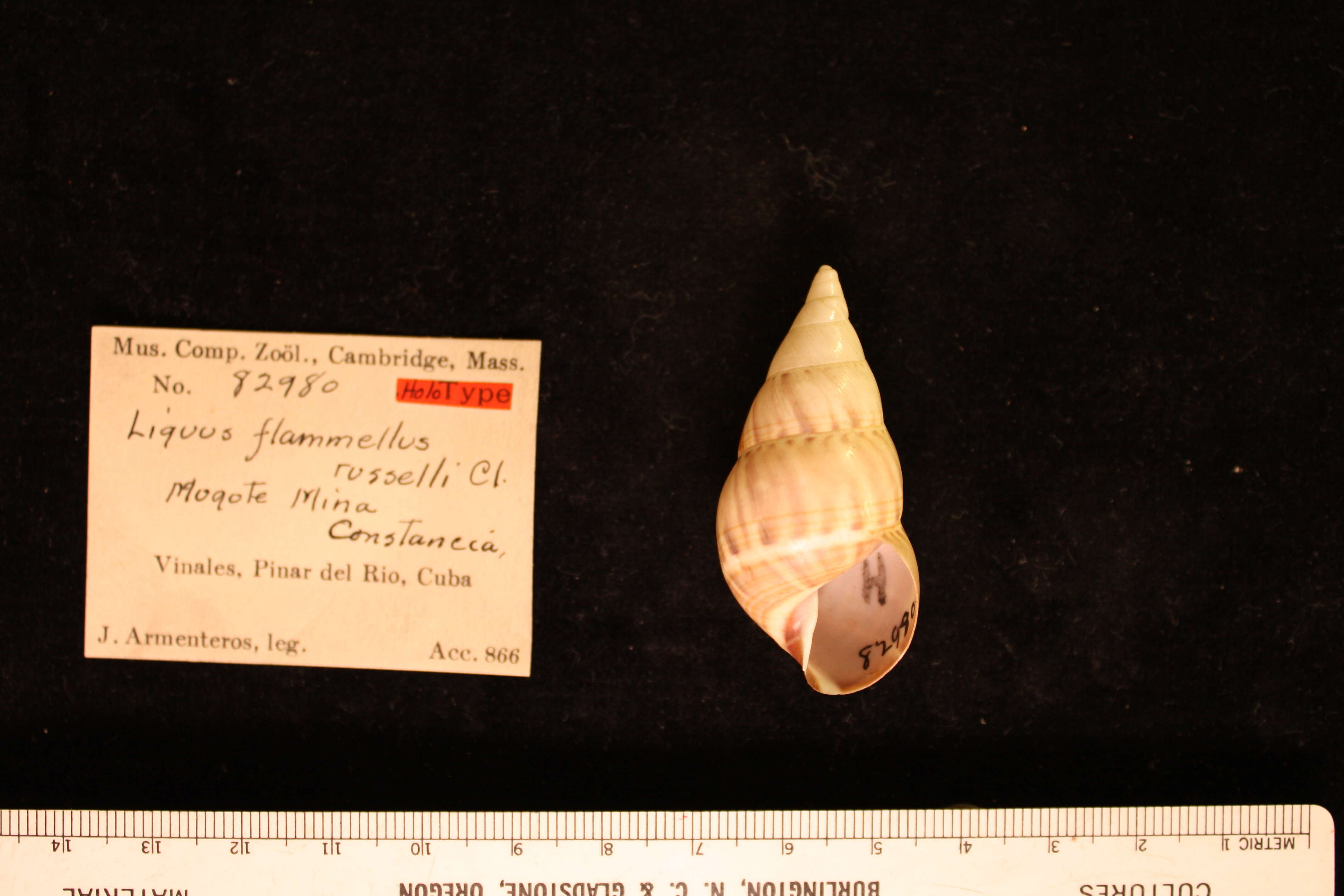 Image of <i>Liguus flammellus russelli</i> Clench