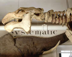 Image of Steller's Sea Cows