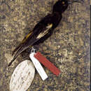 Image of Hawaiian honey creeper