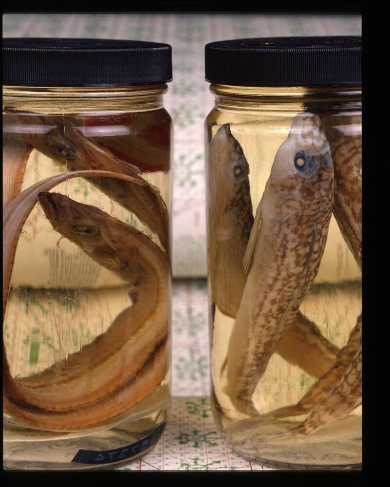 Image of Crested scabbardfish