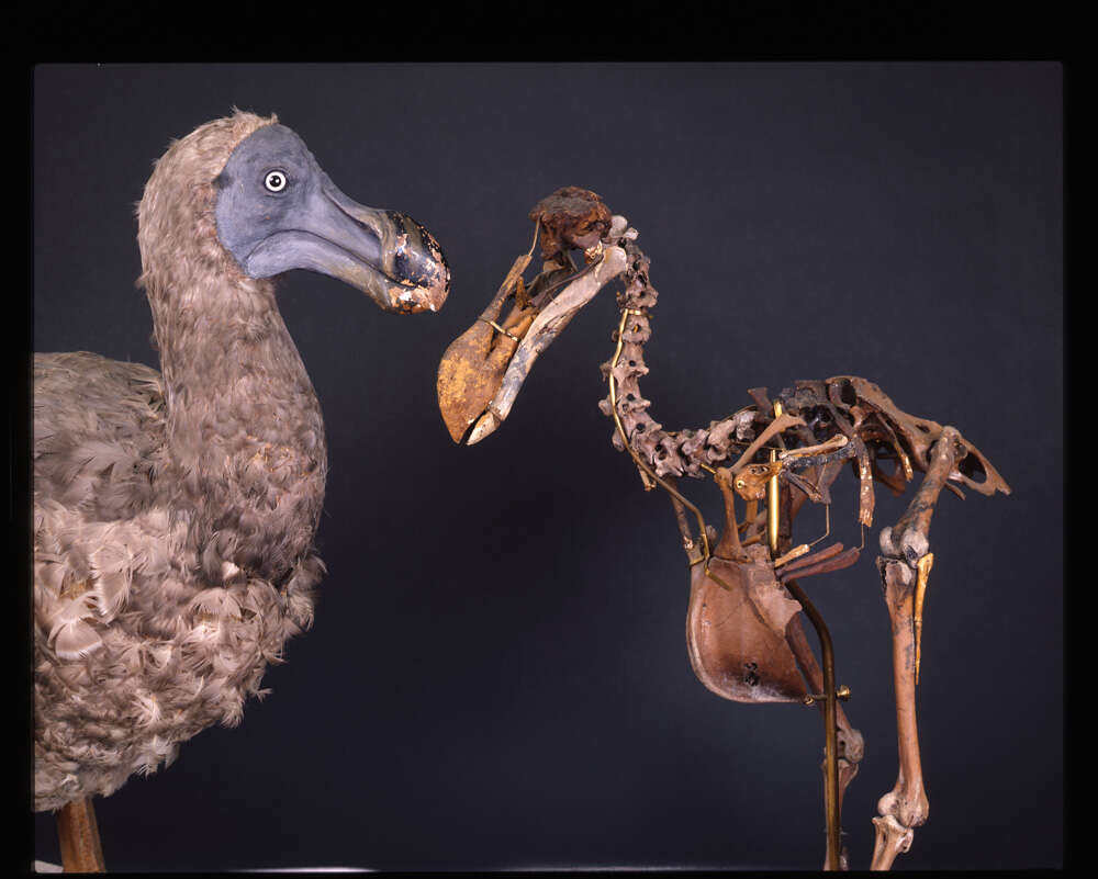 True Dodo Media Encyclopedia Of Life