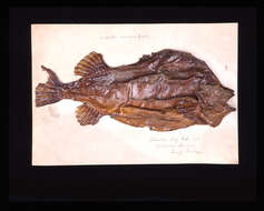 صورة Cyclopterus