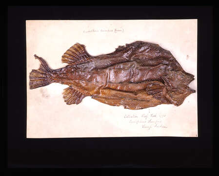 Image of Cyclopterus