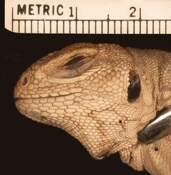 Image of Dipsosaurus dorsalis sonoriensis Allen 1933
