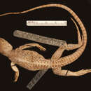 Image of Dipsosaurus dorsalis lucasensis Van Denburgh 1920