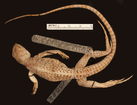 Image of Dipsosaurus dorsalis lucasensis Van Denburgh 1920