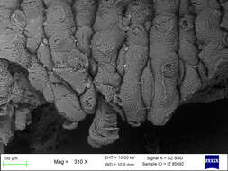 Image of peripatid velvet worms