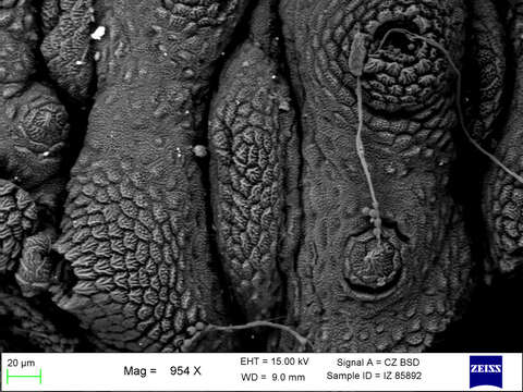 Imagem de Mesoperipatus tholloni (Bouvier 1898)