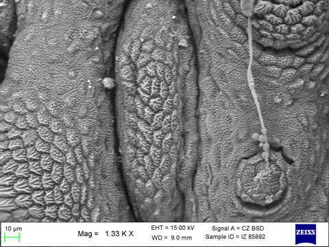 Imagem de Mesoperipatus tholloni (Bouvier 1898)