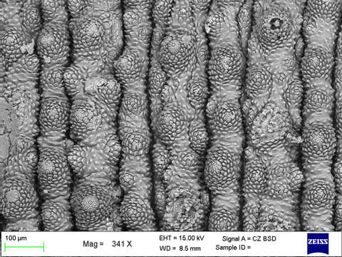 Imagem de Mesoperipatus tholloni (Bouvier 1898)