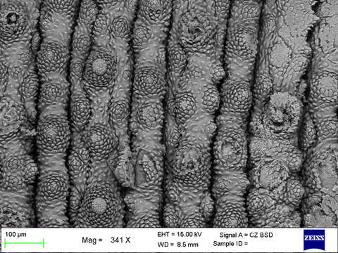 Imagem de Mesoperipatus tholloni (Bouvier 1898)