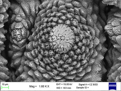 Imagem de Mesoperipatus tholloni (Bouvier 1898)