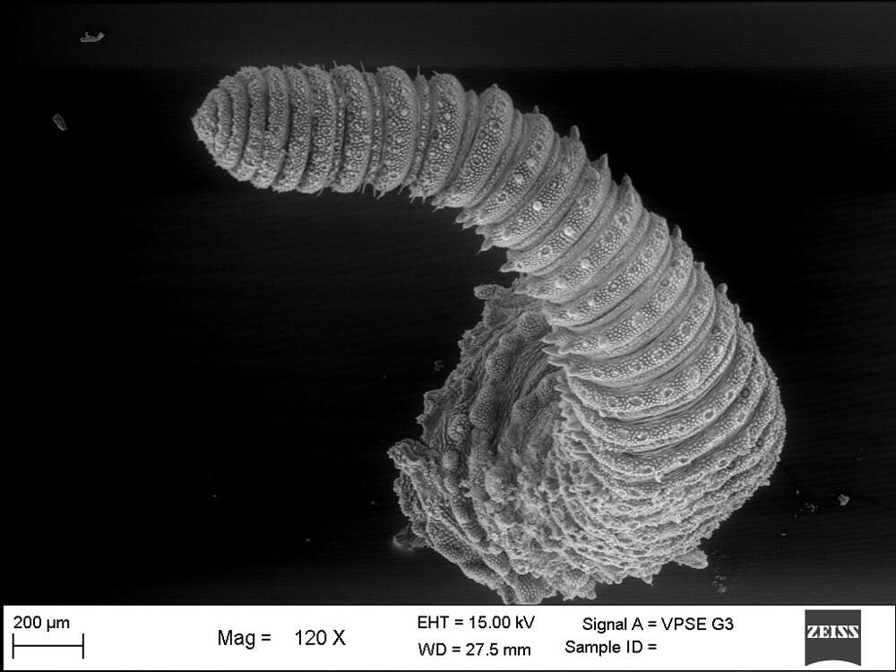 Imagem de Mesoperipatus tholloni (Bouvier 1898)