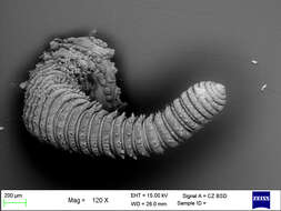 Imagem de Mesoperipatus tholloni (Bouvier 1898)