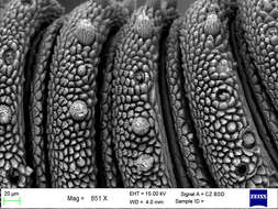 Imagem de Mesoperipatus tholloni (Bouvier 1898)