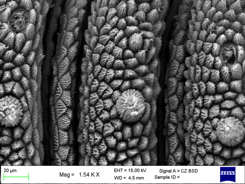 Imagem de Mesoperipatus tholloni (Bouvier 1898)