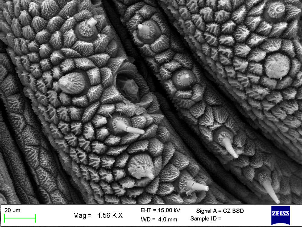 Imagem de Mesoperipatus tholloni (Bouvier 1898)