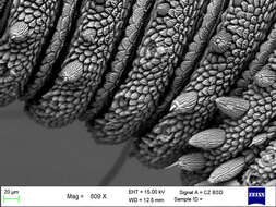 Imagem de Mesoperipatus tholloni (Bouvier 1898)