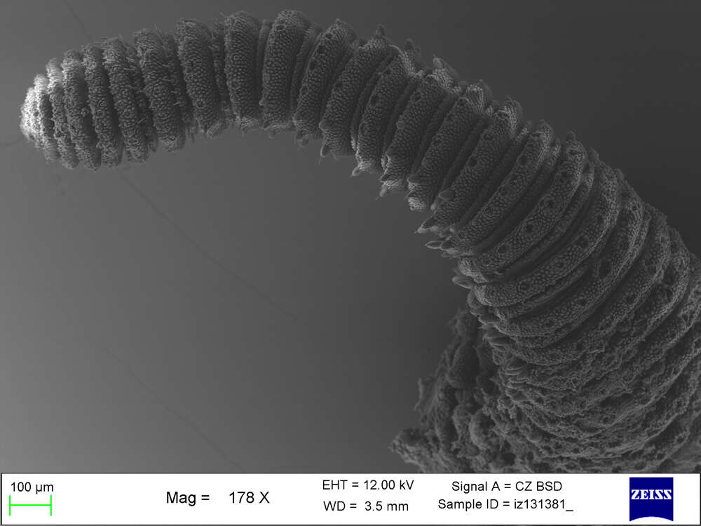 Imagem de Mesoperipatus tholloni (Bouvier 1898)