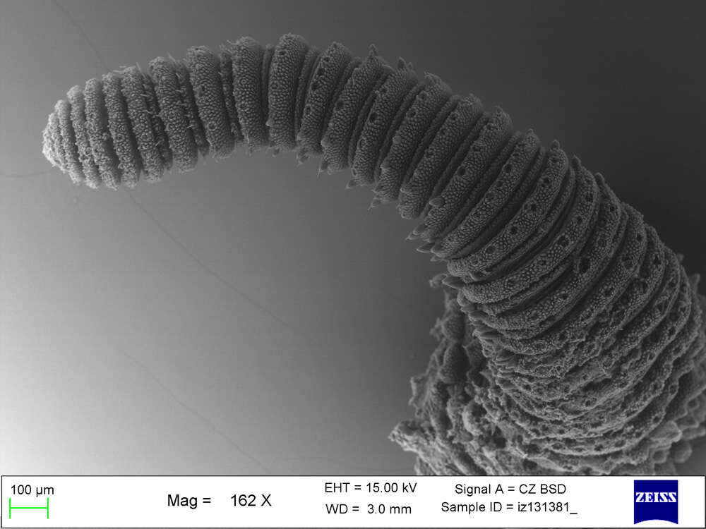 Imagem de Mesoperipatus tholloni (Bouvier 1898)