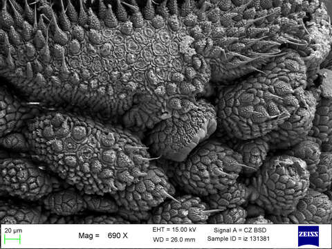 Imagem de Mesoperipatus tholloni (Bouvier 1898)