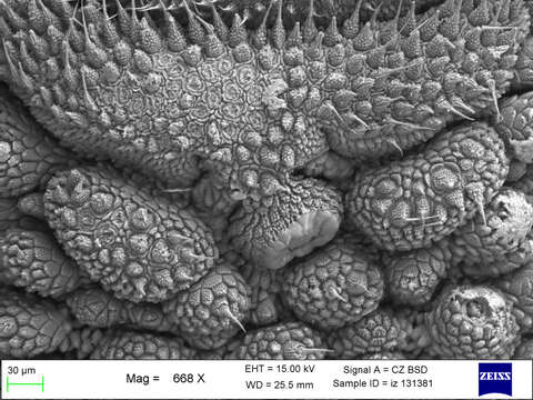 Imagem de Mesoperipatus tholloni (Bouvier 1898)