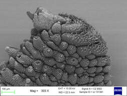 Imagem de Mesoperipatus tholloni (Bouvier 1898)