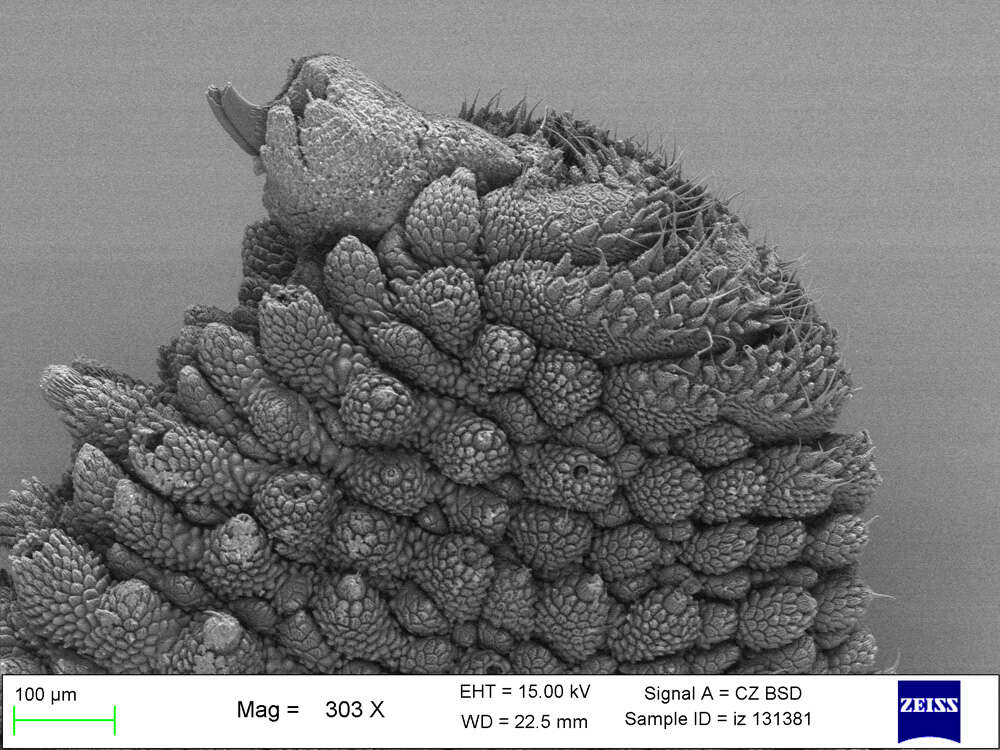 Imagem de Mesoperipatus tholloni (Bouvier 1898)