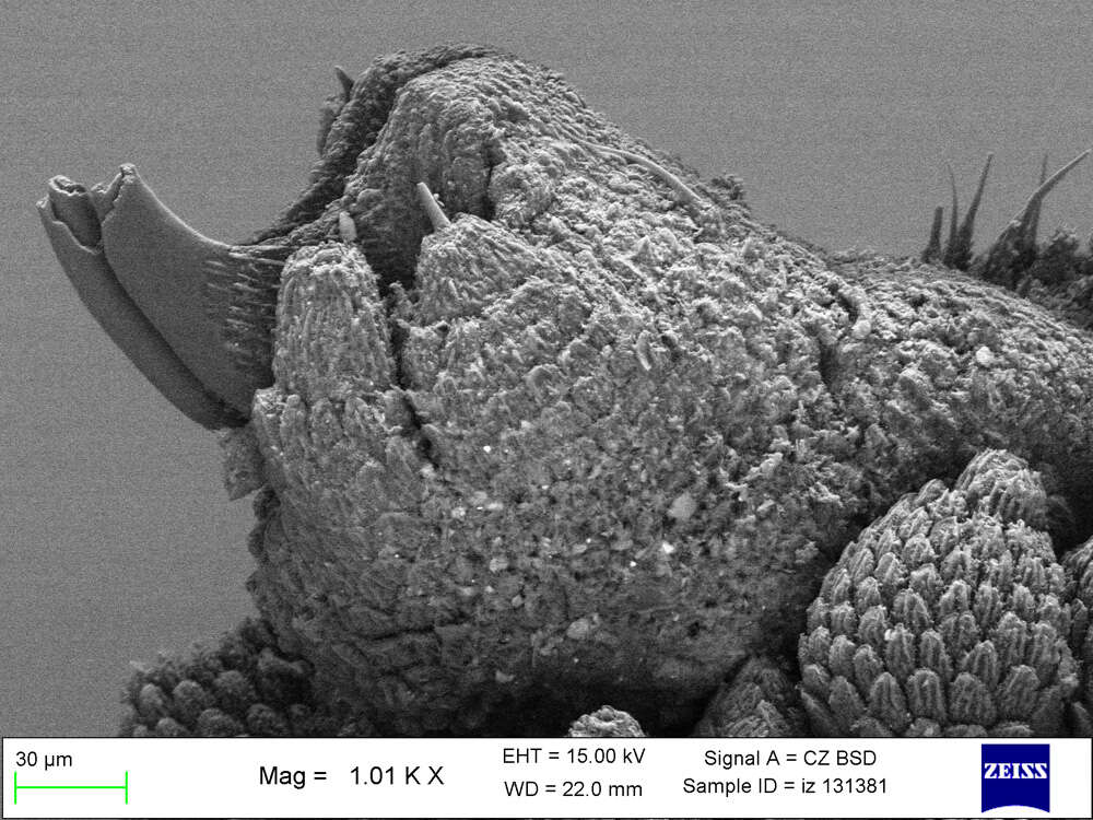 Imagem de Mesoperipatus tholloni (Bouvier 1898)