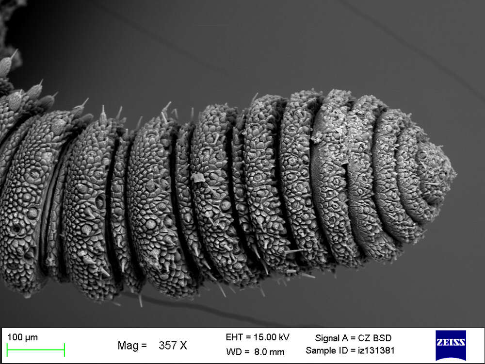 Imagem de Mesoperipatus tholloni (Bouvier 1898)