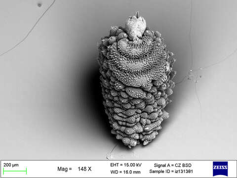 Imagem de Mesoperipatus tholloni (Bouvier 1898)