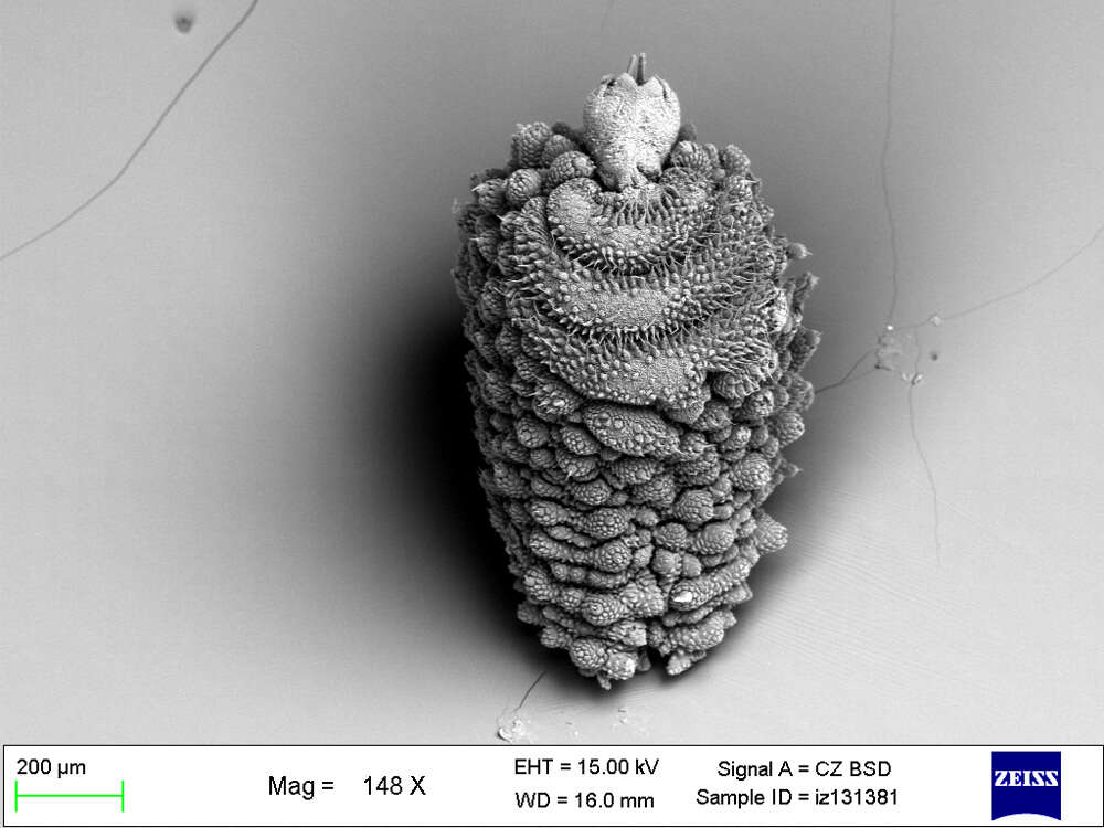 Imagem de Mesoperipatus tholloni (Bouvier 1898)