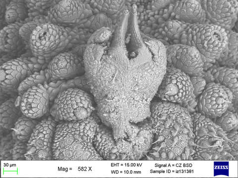 Imagem de Mesoperipatus tholloni (Bouvier 1898)