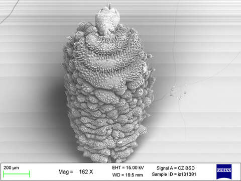 Imagem de Mesoperipatus tholloni (Bouvier 1898)