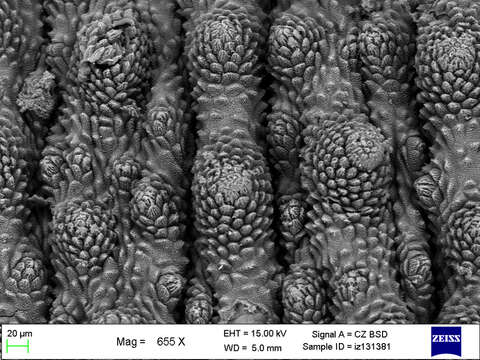 Imagem de Mesoperipatus tholloni (Bouvier 1898)