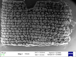 Imagem de Mesoperipatus tholloni (Bouvier 1898)