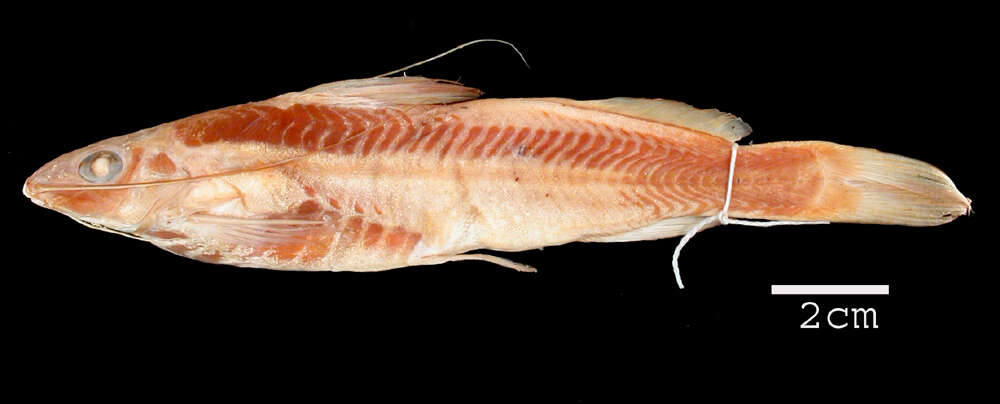 Image of Propimelodus