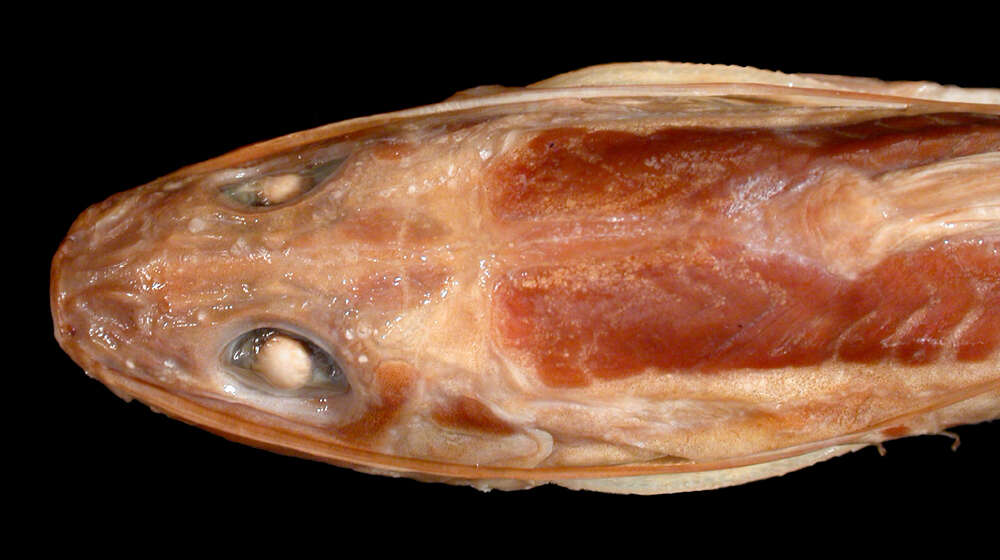 Image of Propimelodus