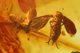 Image of moth flies and sand flies