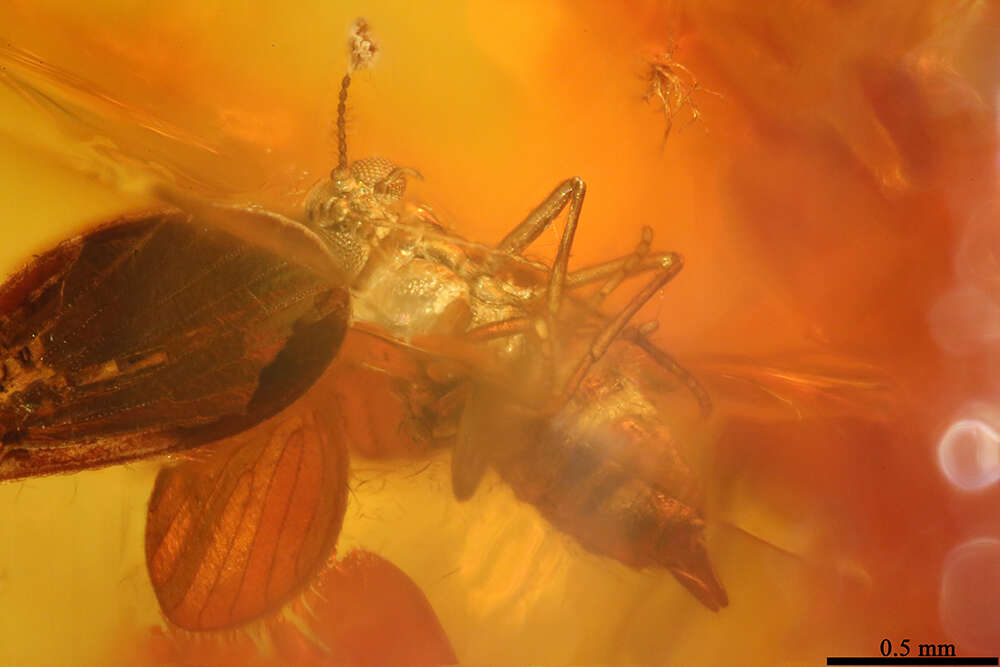 Image of moth flies and sand flies