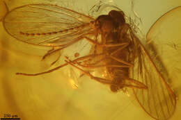 Image of moth flies and sand flies