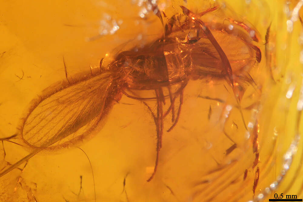 Image of moth flies and sand flies