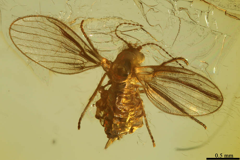 Image of moth flies and sand flies