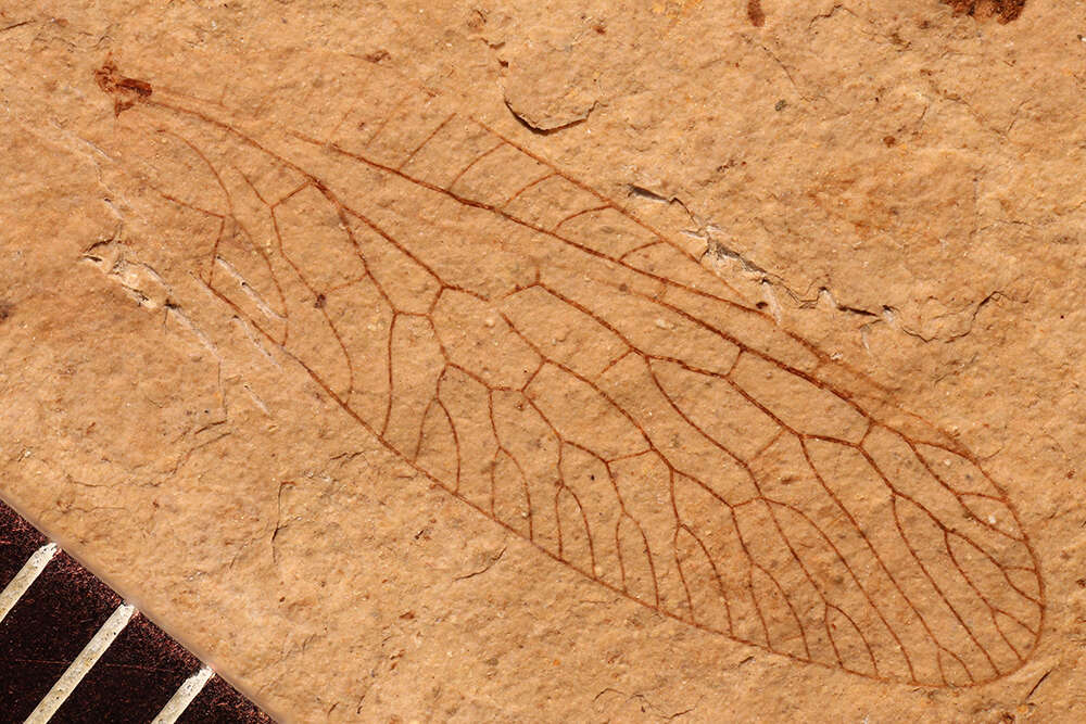 Image of <i>Megaraphidia exhumata</i> (Cockerell 1909)