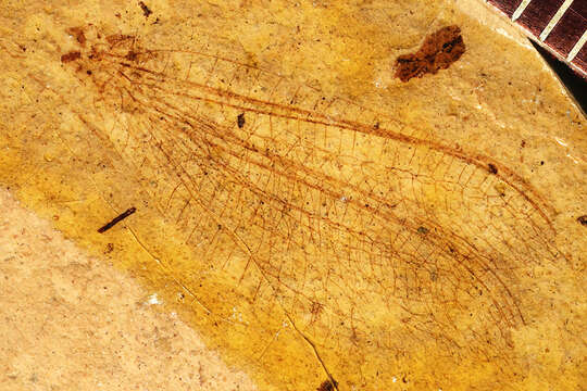 Image of Palaeochrysa