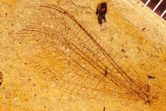 Image of Palaeochrysa