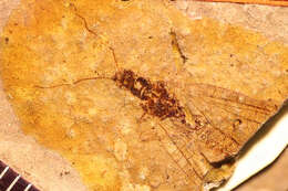 Image of <i>Dyspetochrysa vetuscula</i> (Scudder 1890)
