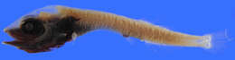 Image of Sagamichthys